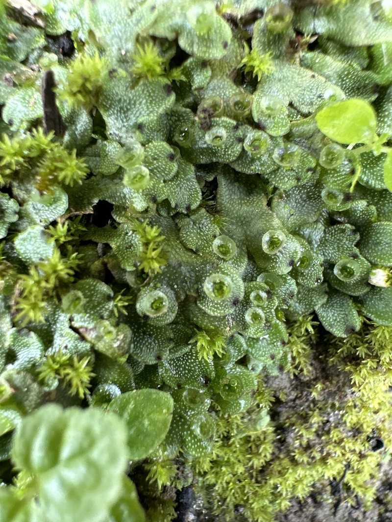 Marchantia inflea photo 3