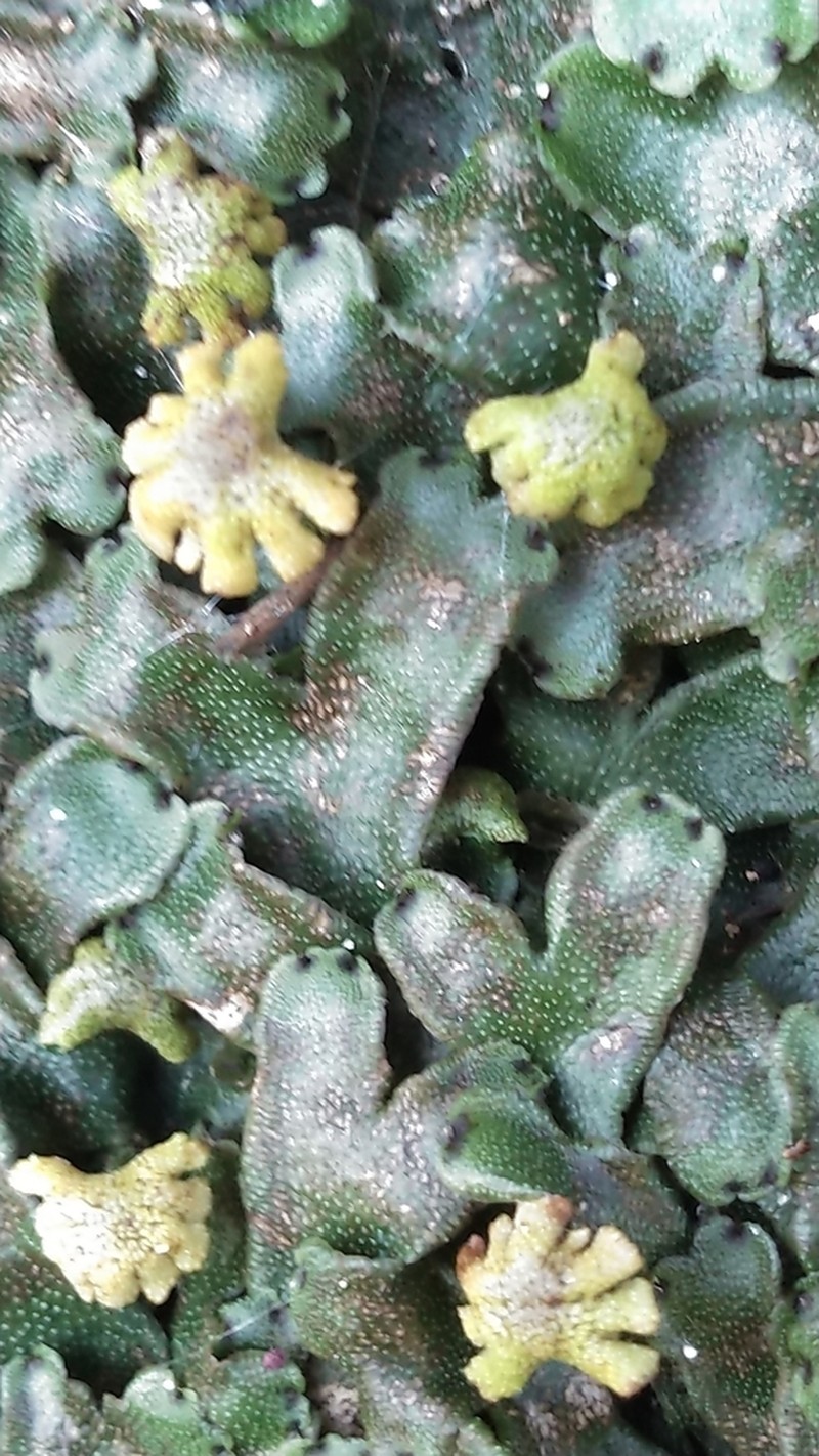 Marchantia inflea photo 4