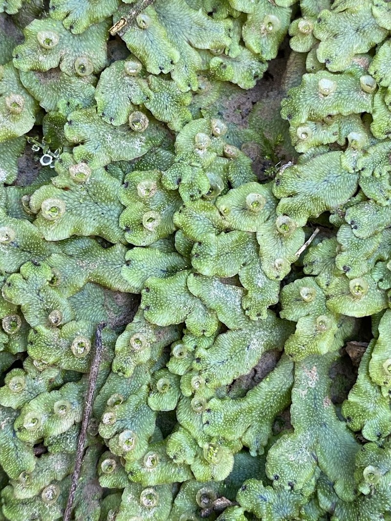 Marchantia inflea photo 5