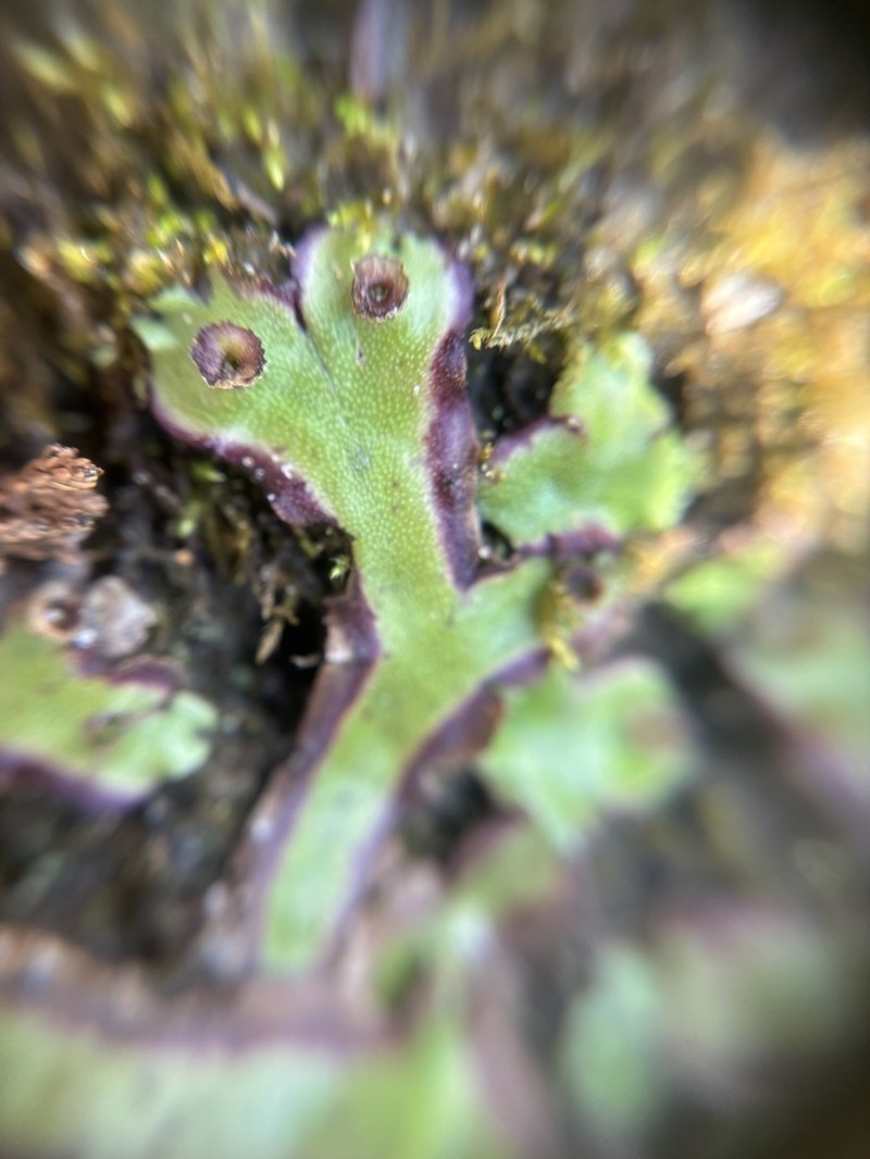 Marchantia inflea photo 6