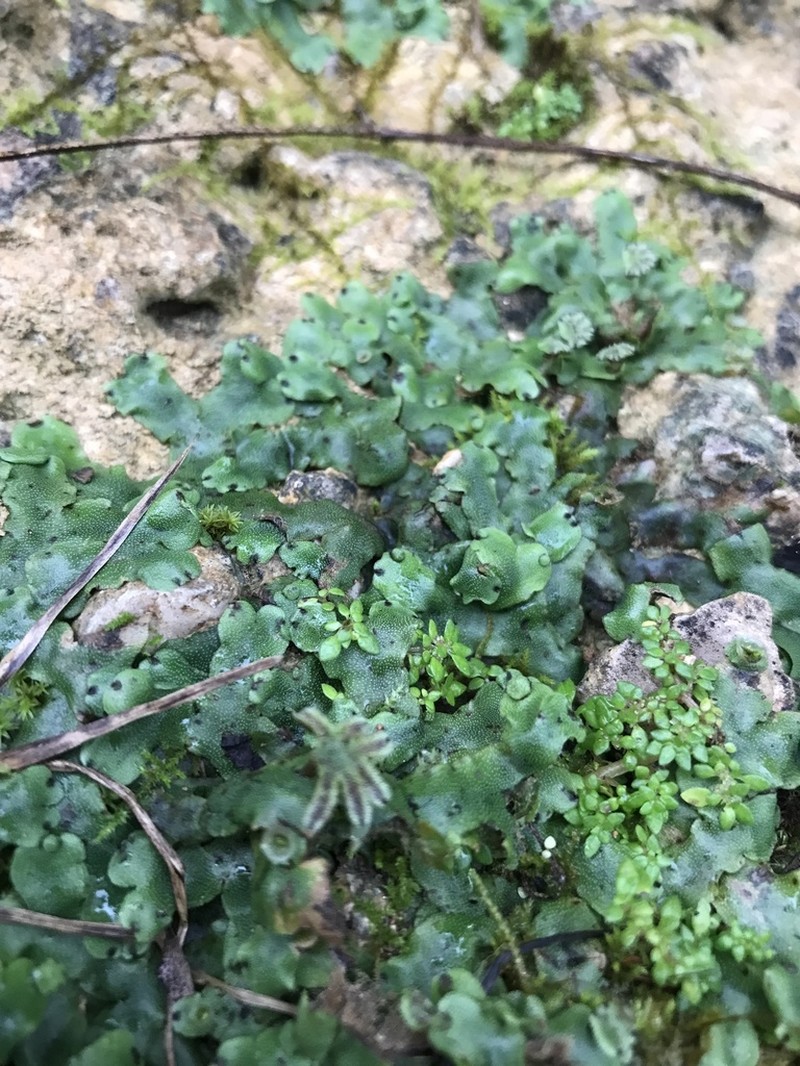 Marchantia inflea photo 7