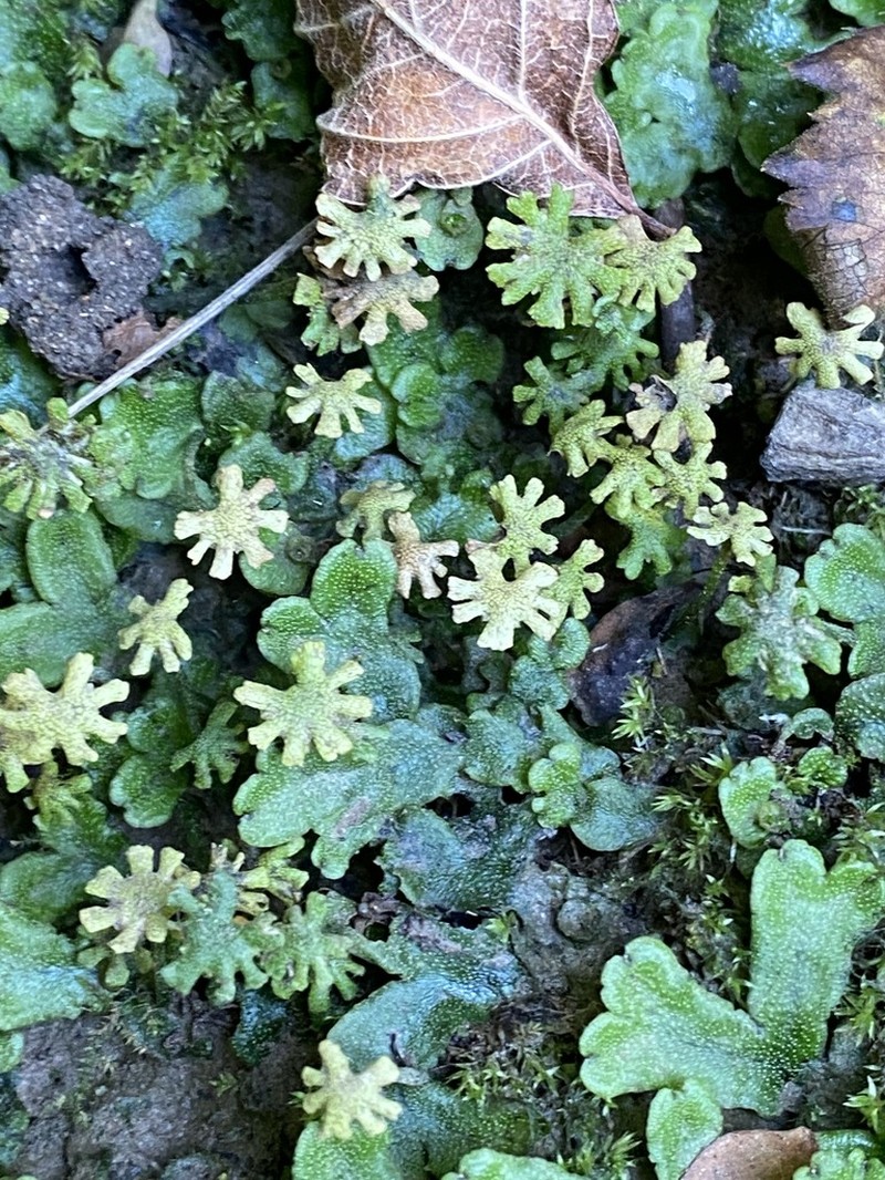 Marchantia inflea photo 8