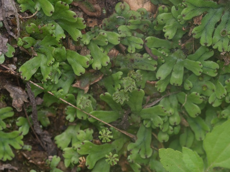 Marchantia paleacea