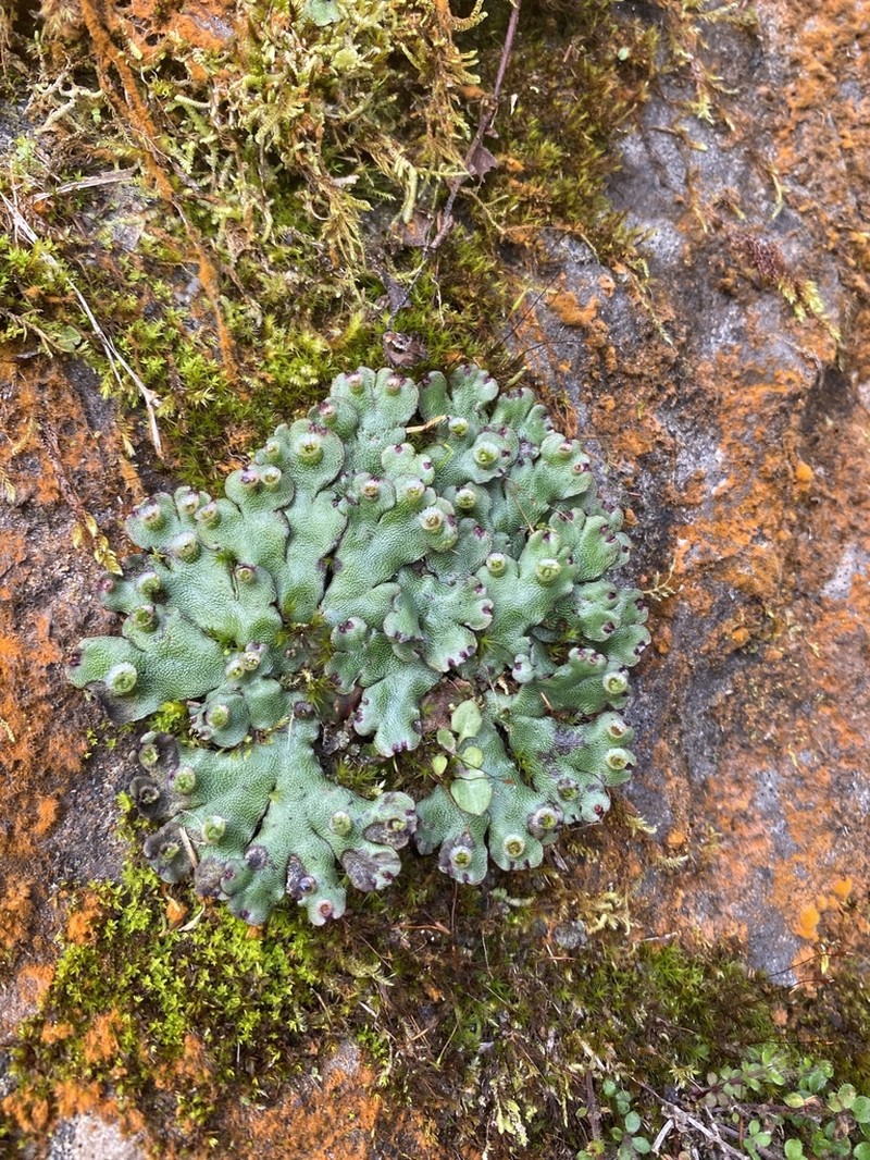 Marchantia paleacea photo 2