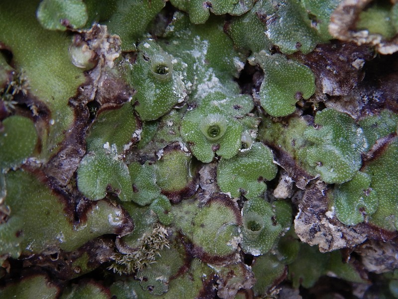 Marchantia paleacea photo 3
