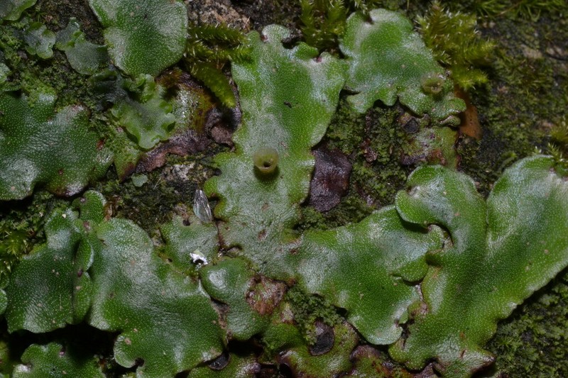 Marchantia paleacea photo 4