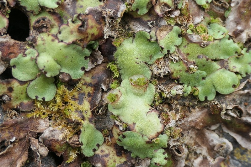 Marchantia paleacea photo 5