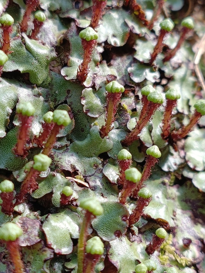 Marchantia paleacea photo 6