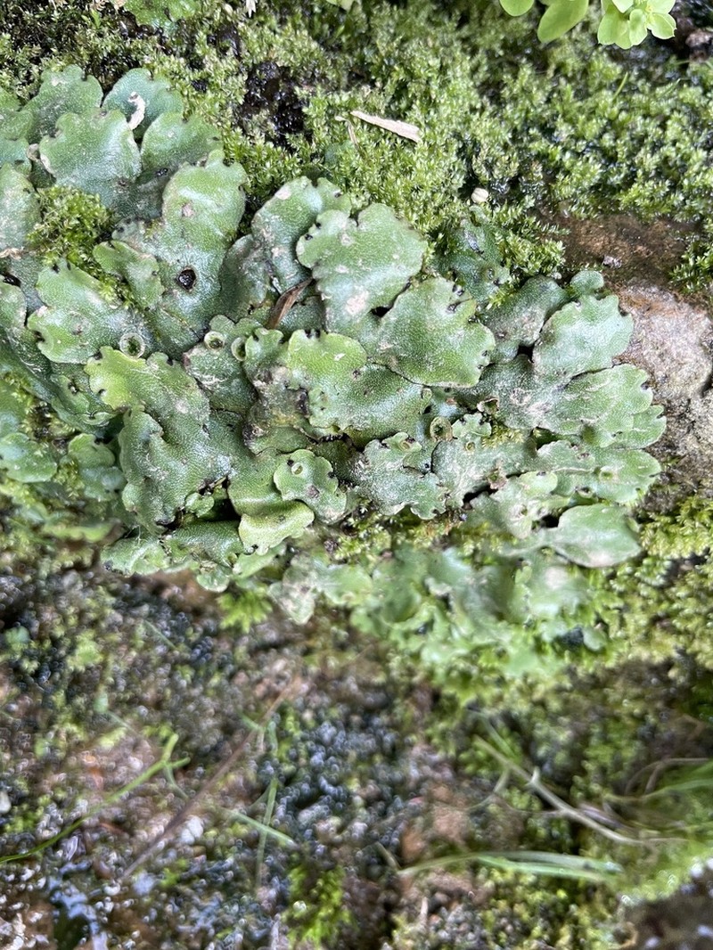 Marchantia paleacea photo 7