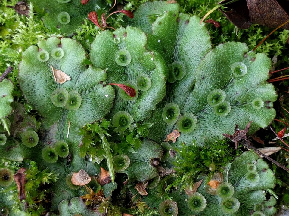 Marchantia polymorpha photo 3