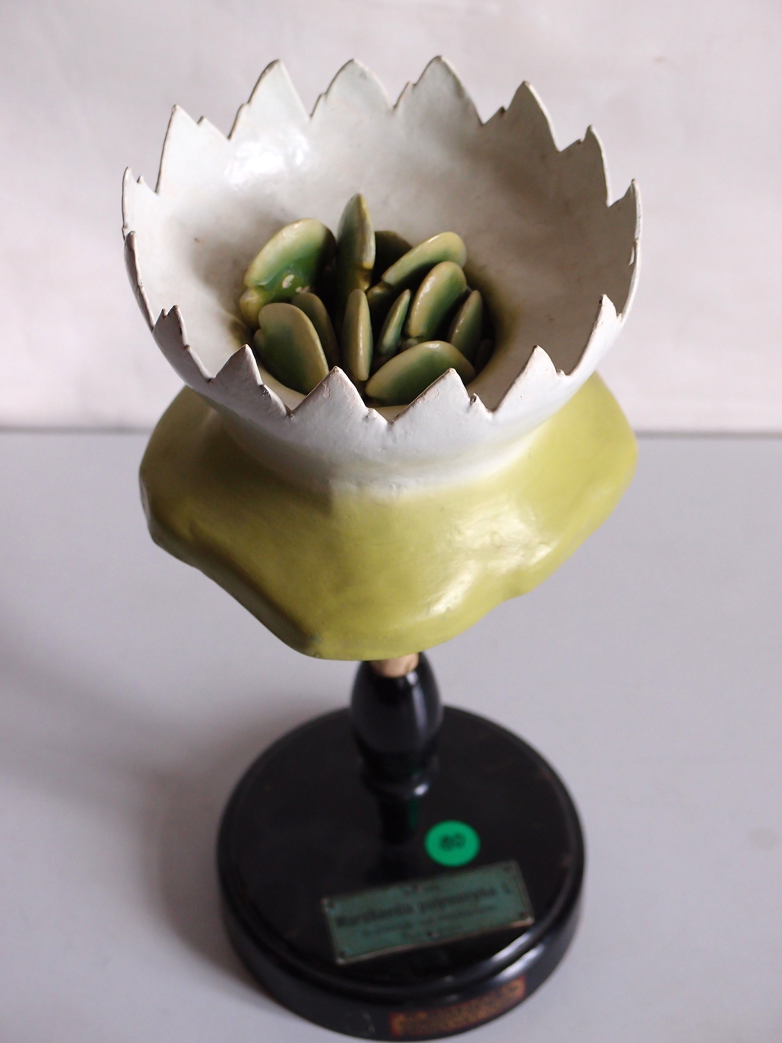 Marchantia polymorpha photo 5