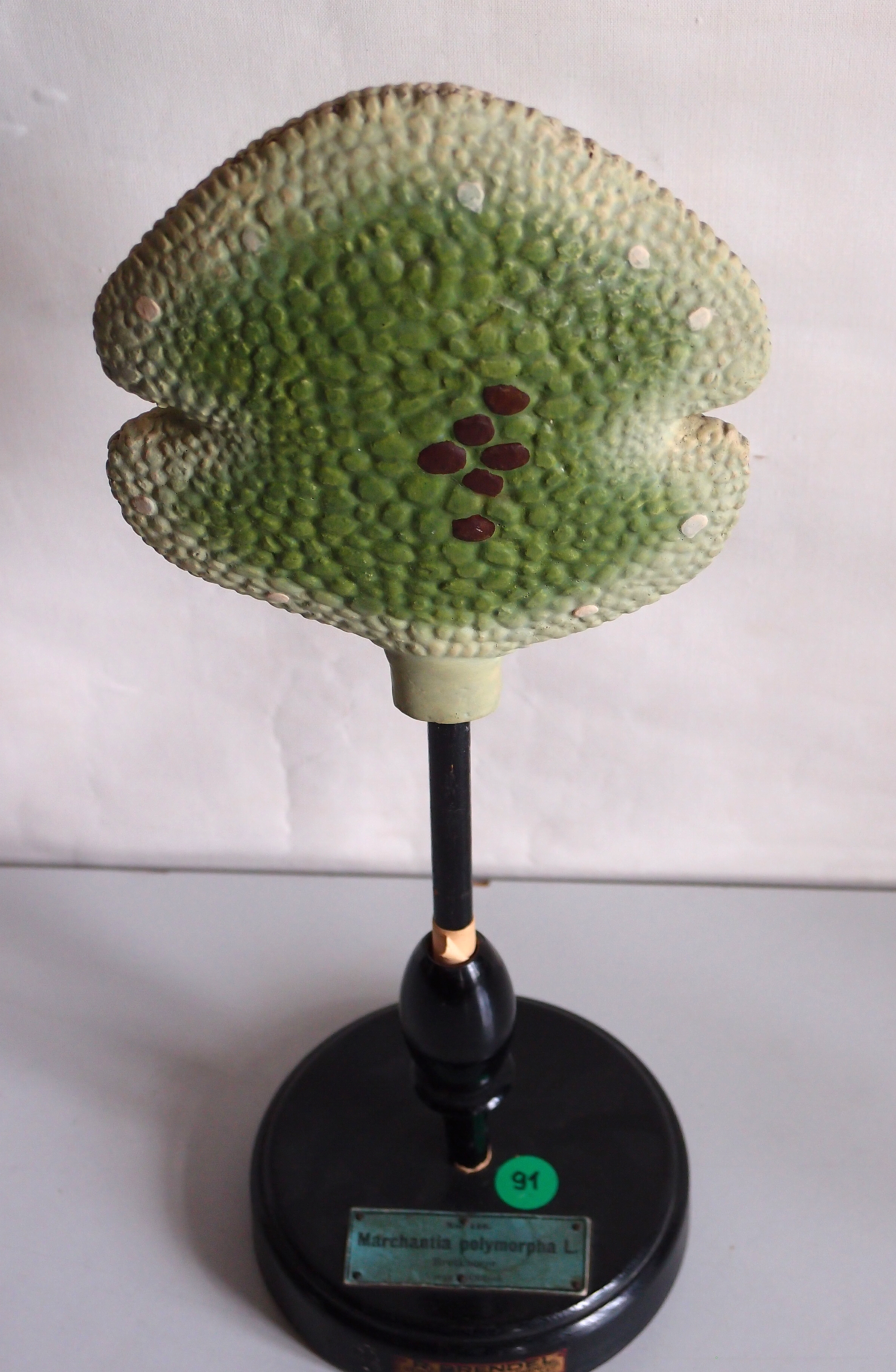Marchantia polymorpha photo 6