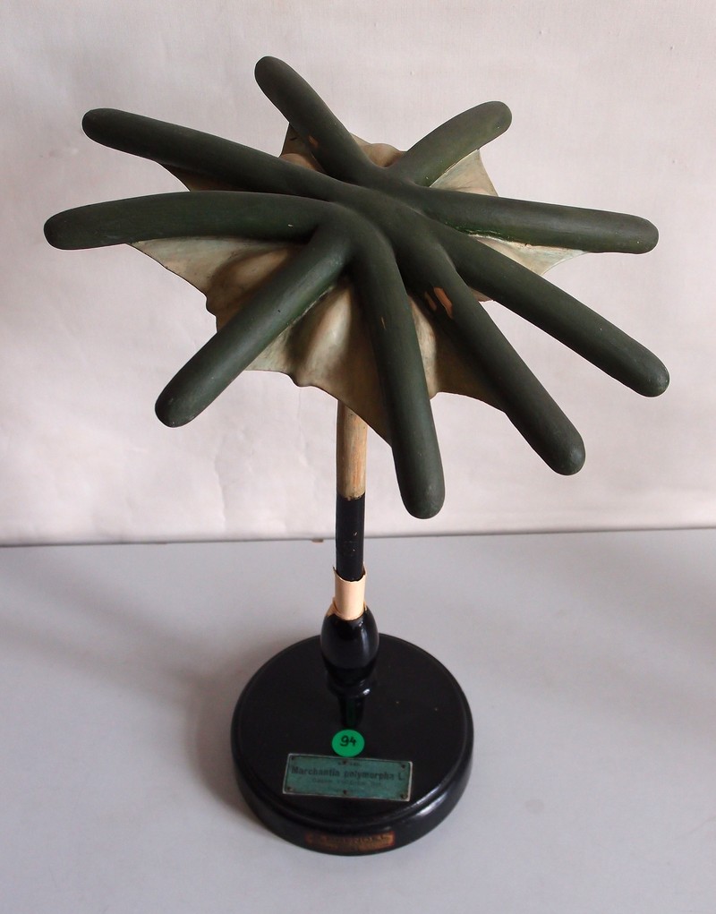 Marchantia polymorpha photo 7