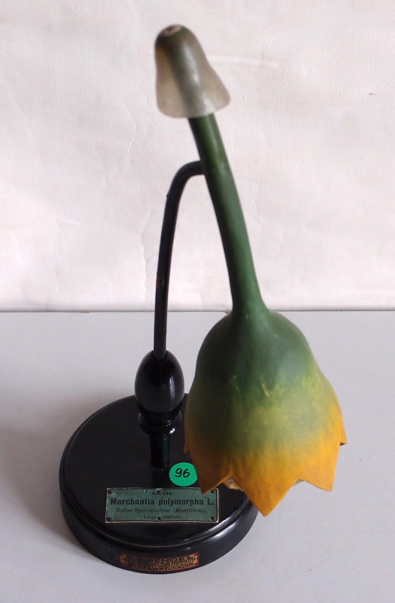 Marchantia polymorpha photo 8