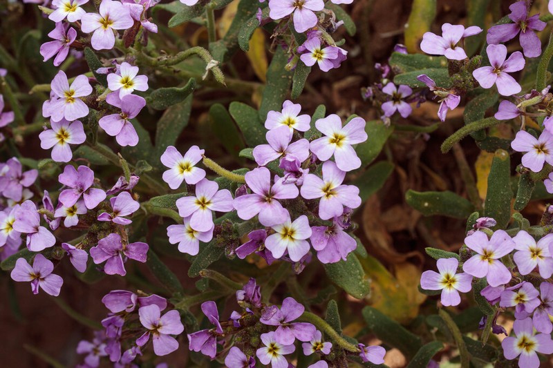 Marcus-kochia arenaria photo 2