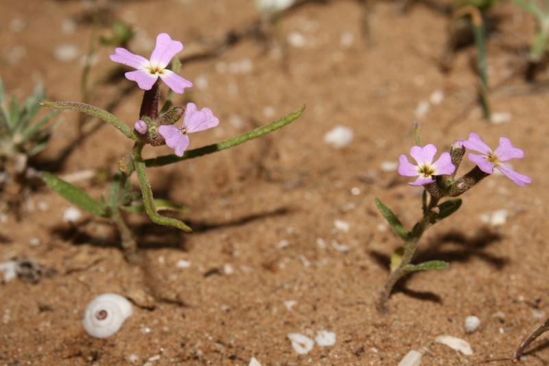 Marcus-kochia arenaria photo 3