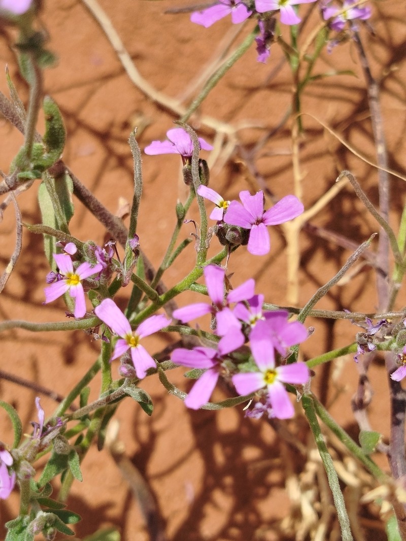Marcus-kochia arenaria photo 5