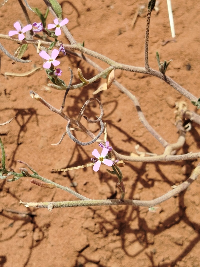 Marcus-kochia arenaria photo 6