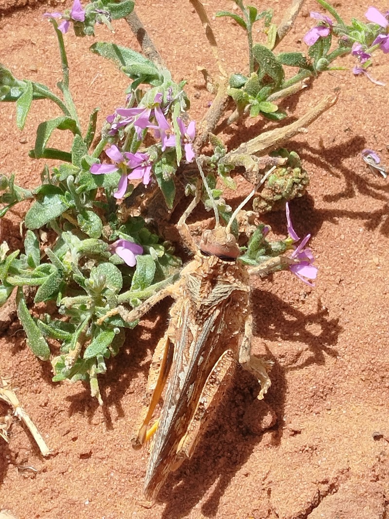 Marcus-kochia arenaria photo 7