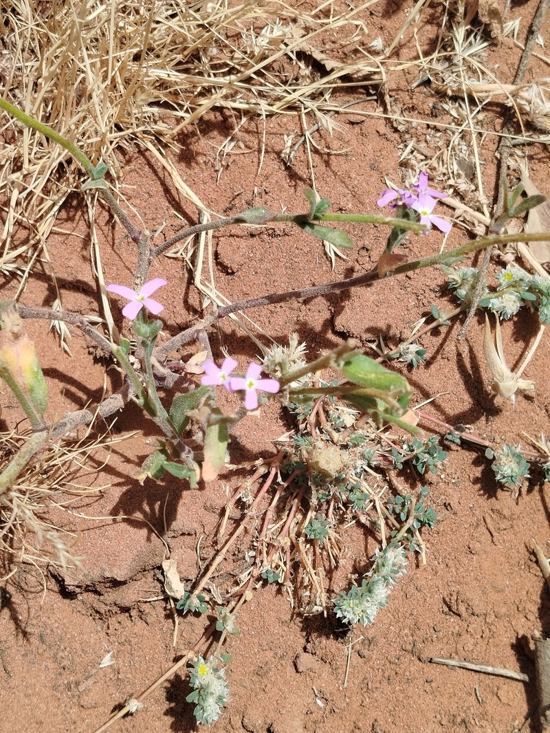 Marcus-kochia arenaria photo 8