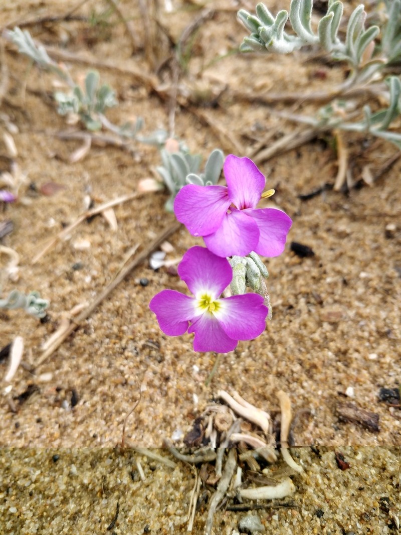 Marcus-kochia littorea