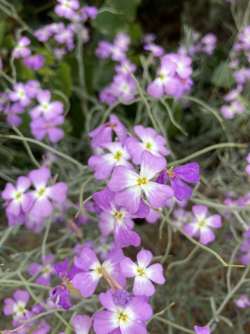 Marcus-kochia littorea photo 2