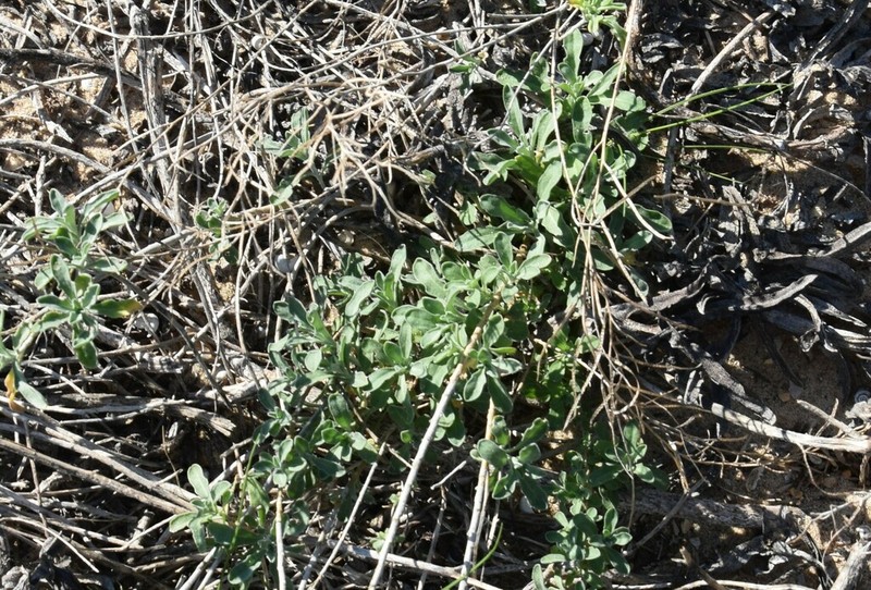 Marcus-kochia littorea photo 3
