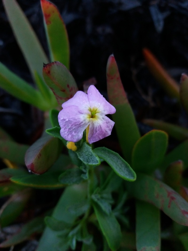 Marcus-kochia littorea photo 4