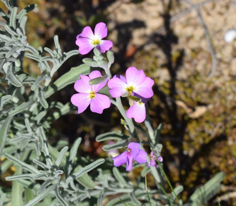 Marcus-kochia littorea photo 5