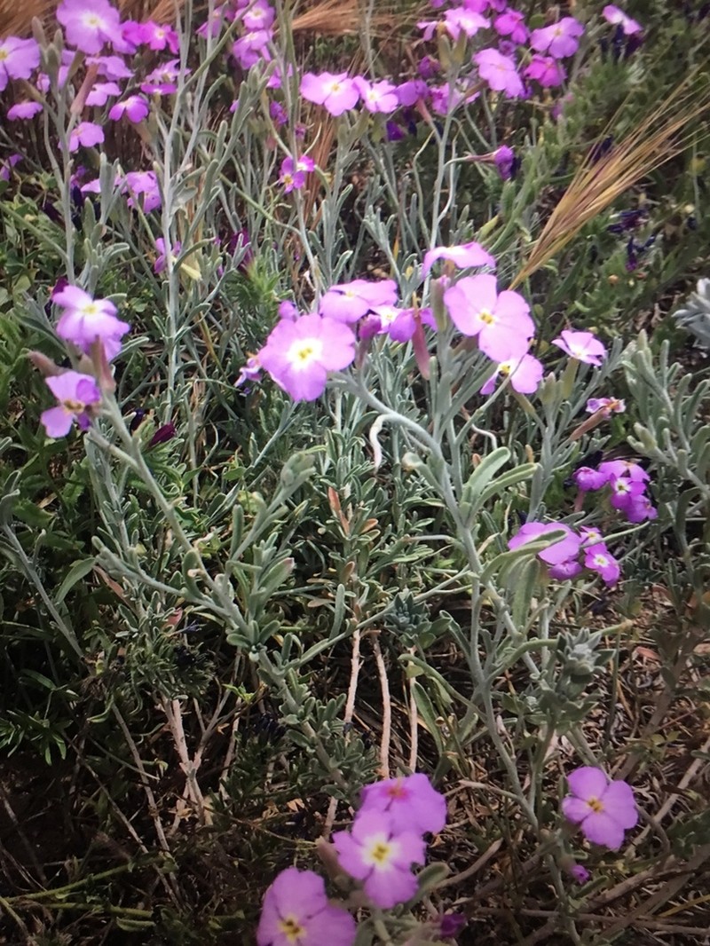 Marcus-kochia littorea photo 6