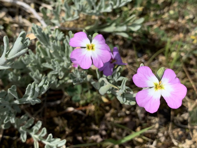 Marcus-kochia littorea photo 7