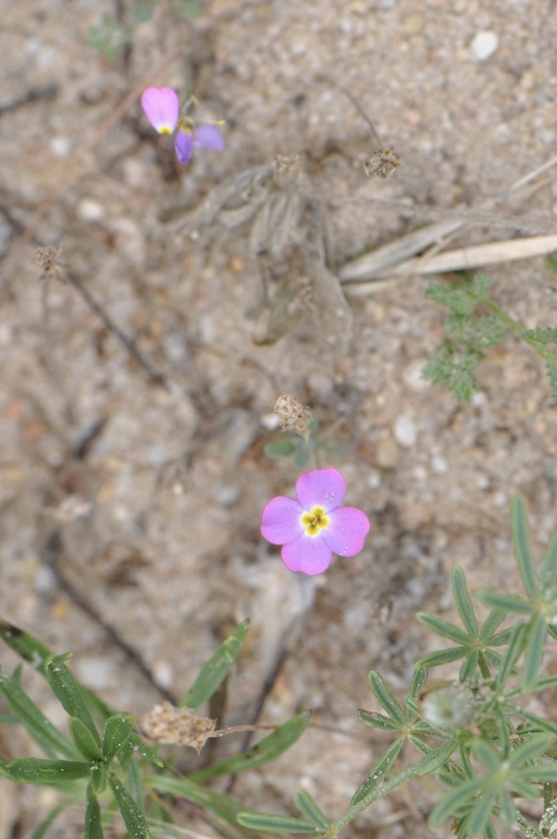 Marcus-kochia littorea photo 8