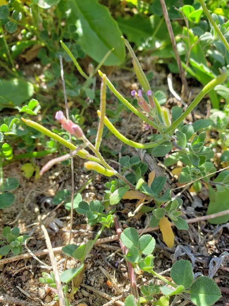 Marcus-kochia ramosissima
