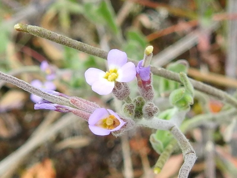 Marcus-kochia ramosissima photo 2