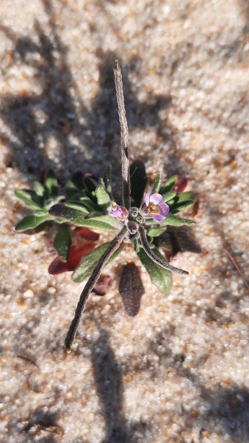 Marcus-kochia ramosissima photo 8