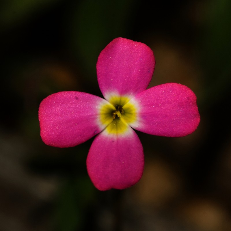 Marcus-kochia triloba photo 2