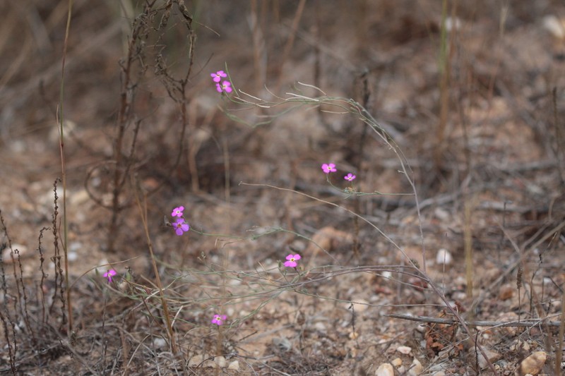 Marcus-kochia triloba photo 6