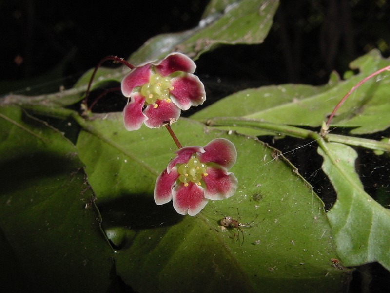 Marijordaania filiformis