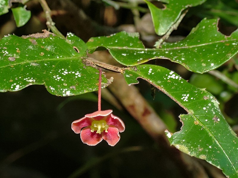Marijordaania filiformis photo 2