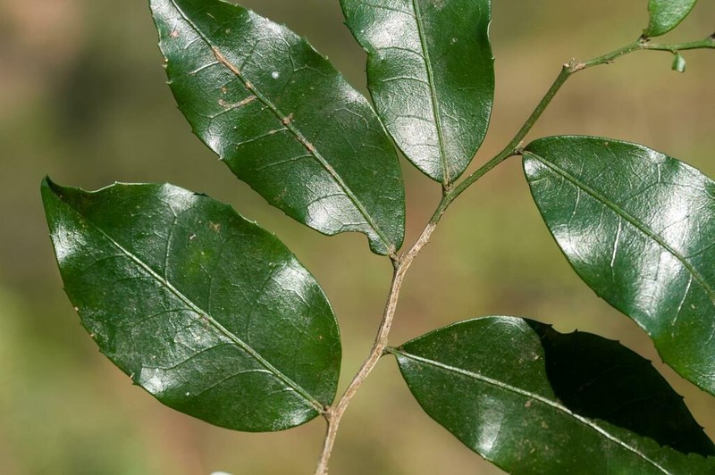 Marijordaania filiformis photo 3