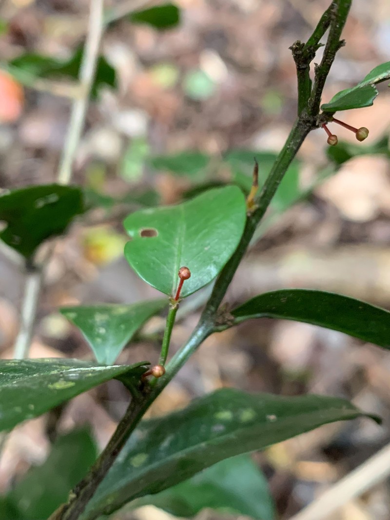 Marijordaania filiformis photo 4