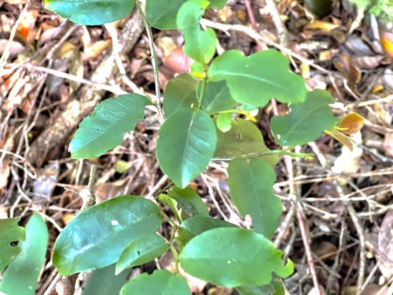Marijordaania filiformis photo 5