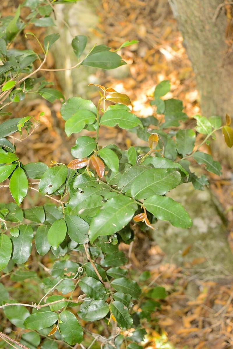 Marijordaania filiformis photo 6