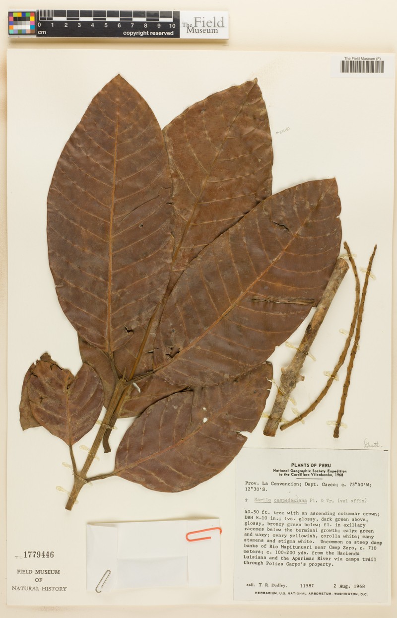 Marila cespedesiana
