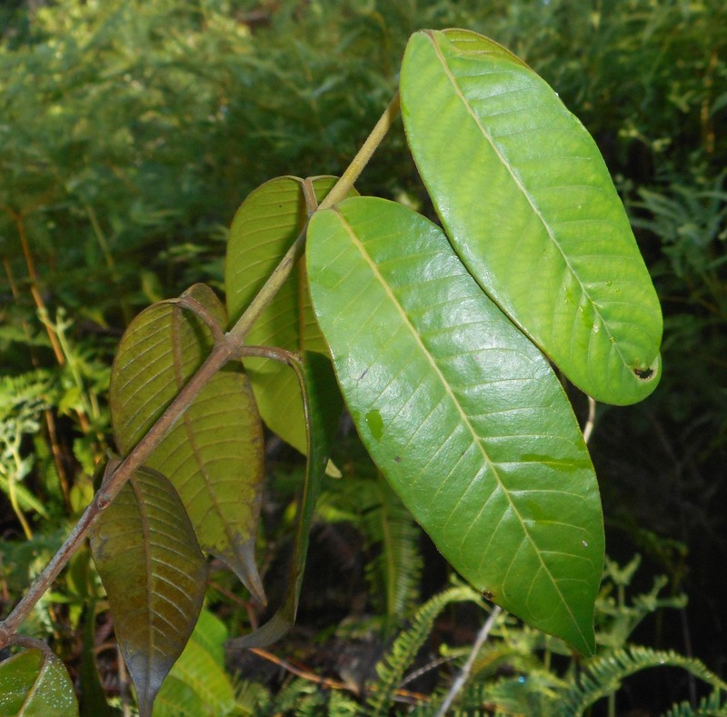 Marila dissitiflora photo 2
