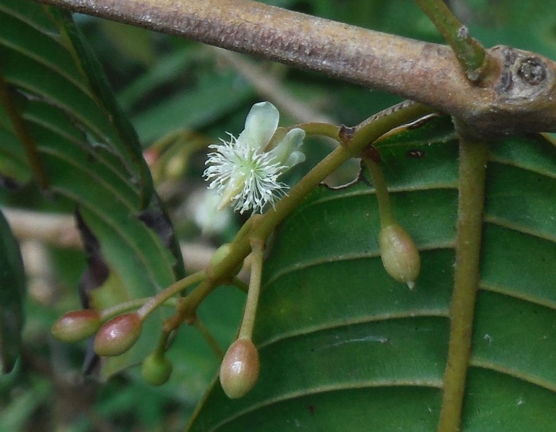 Marila domingensis