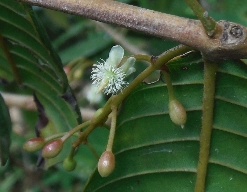 Marila domingensis photo 2