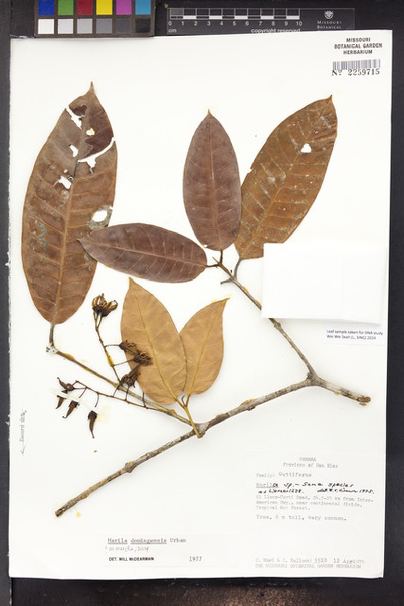 Marila domingensis photo 3