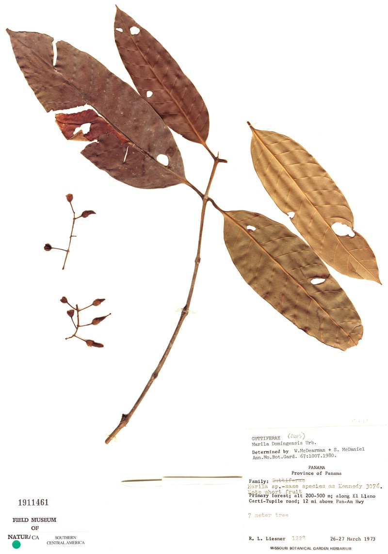 Marila domingensis photo 4