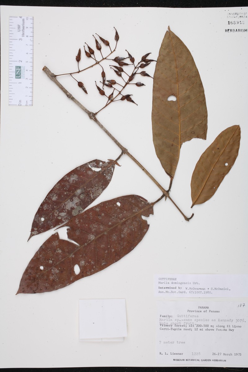 Marila domingensis photo 5
